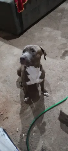 Pit Bull 