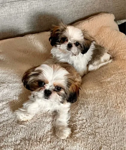 Filhotes De Shih Tzu - Diga Sim Para Um Amor Que Dura Para Sempre