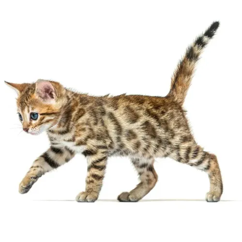 Bengal
