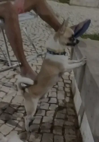 Chihuahua adulto para adoção responsável