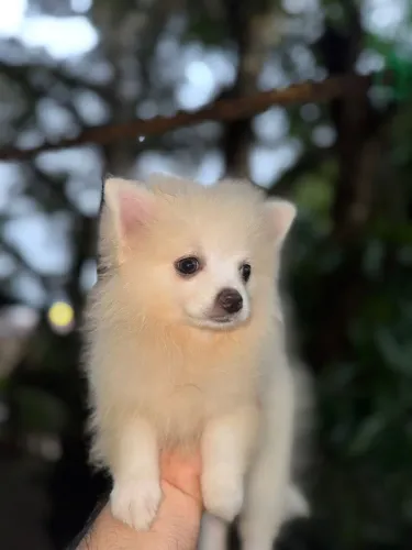 Filhote Lulu spitz pedigree