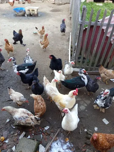 Animais de estimação 