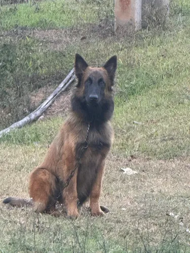 Filhote pastor belga malinois