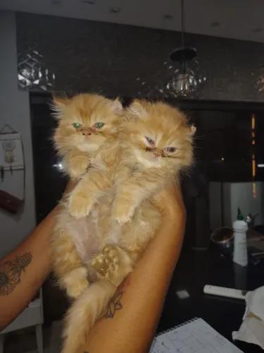 Gato