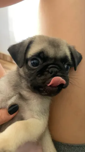 Filhote de pug