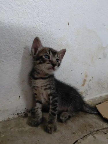 Gatinhos para doação 