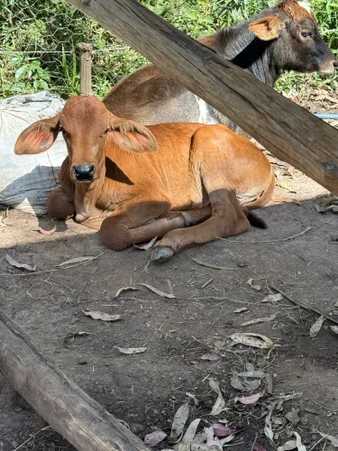 Vaca a venda