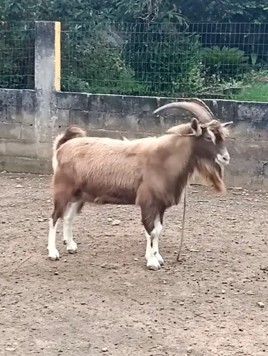 Vendo