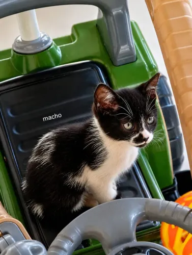 Lindo gato para adoção responsável