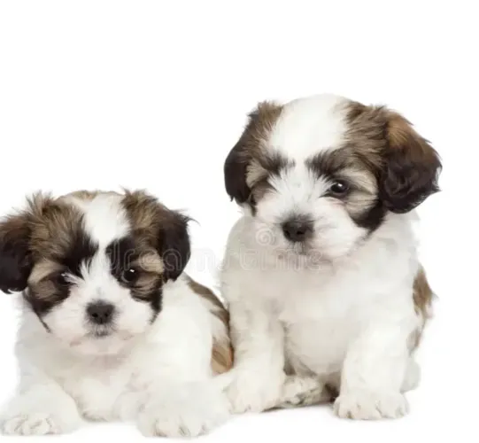 Cachorro maltês com maltês caminha brinde 