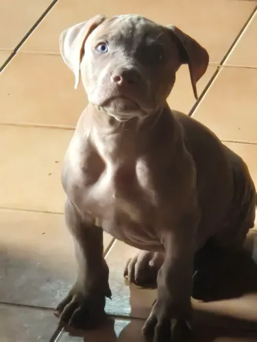 Vendo filhotes de pitmonster com 70 dias de nascidos. 