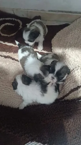 Filhote de shih tzu