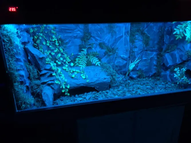 Terrário Com Beckground e Toca Personalizados Curitiba