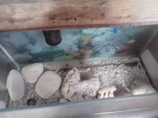 Vendo aquário em ótimo estado, já vem com duas bombas