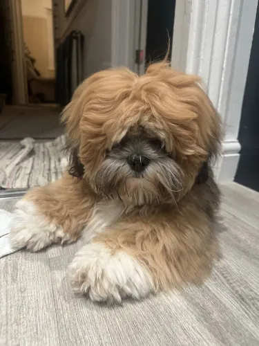Lhasa macho filhote raça pura dourado marrom
