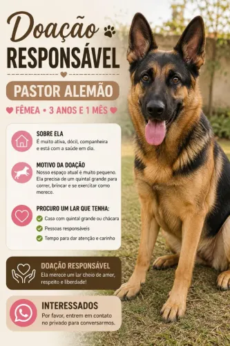 Adoção cadela adulta 3 anos e 1 mês, motivo espaço pequeno.