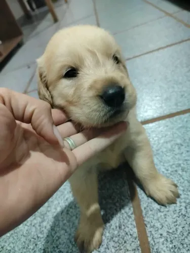 Golden Retriever