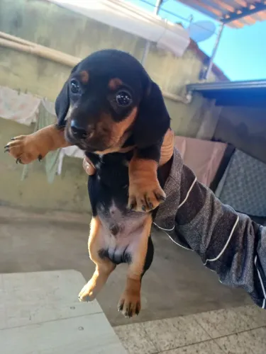 Filhote basset