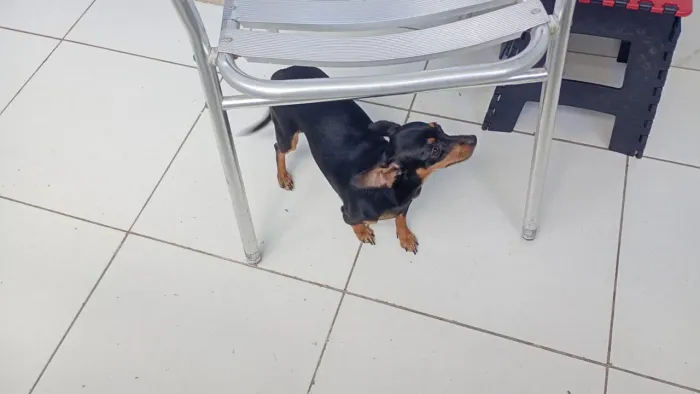 Vende-se pinscher fêmea 7 meses 