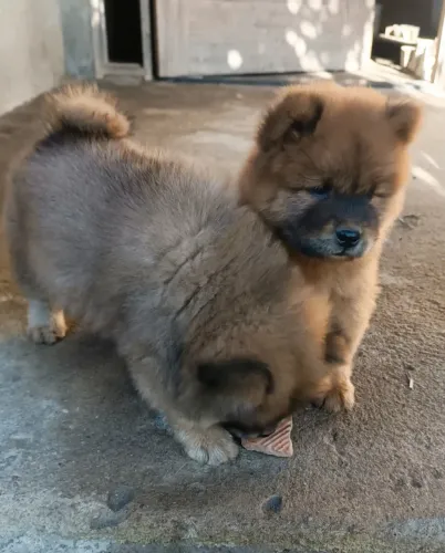 Lindos filhotes de Chow Chow