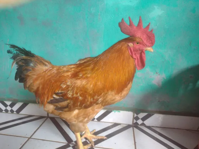 Galo caipira 