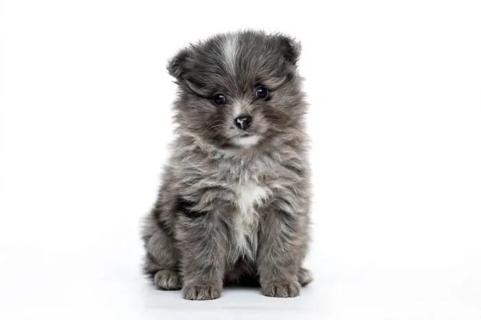 Filhote Spitz Alemão Macho Blue Merle Olho Azul - Blueberry