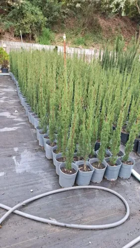 Plantas e jardins