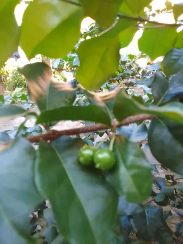 Árvores frutíferas: 1 manga Palmer e uma aceroleira, ambas com 1,50m por apenas 200 reais
