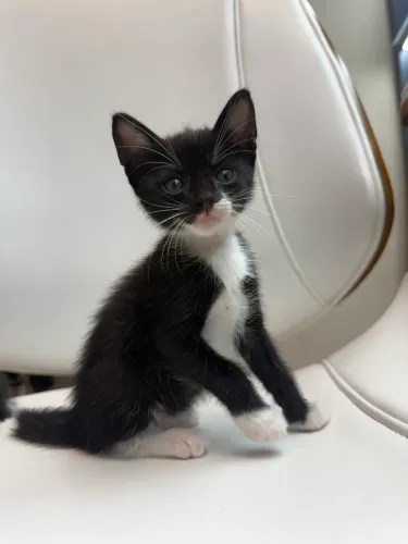 Gatinha pra adoção