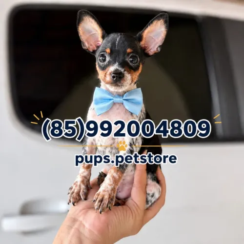 Pinscher miniatura macho