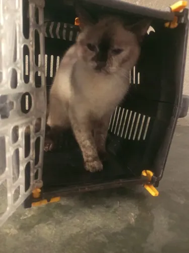 Eu estou Doando uma Gata fêmea já castrada e vacinada