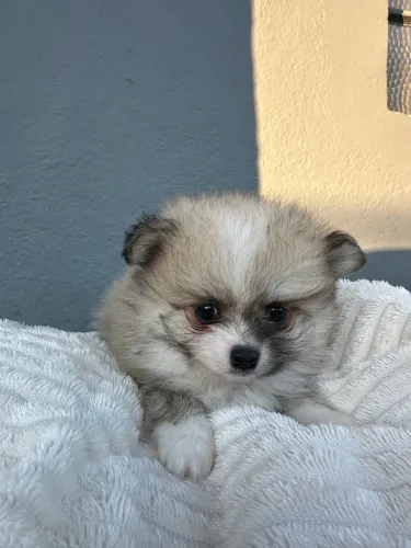 Filhotes Lulu da Pomerânia/Spitz alemão.- Macho Laranja