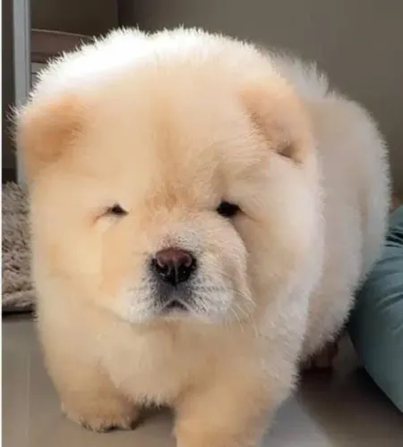 FILHOTES DE CHOW CHOW