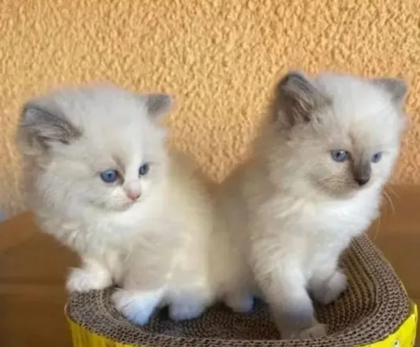 Gatinha angora fêmea disponível 