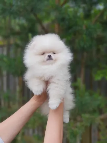 Spitz Alemão Um companheiro que observa com calma