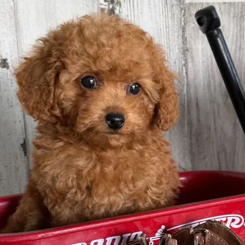 Poodle Toy Red: Pet Carinhoso