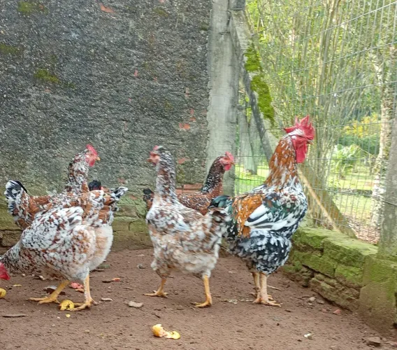 Galinha Galo Pintos (GSB)