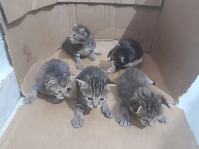 Gatinhos para adoção 