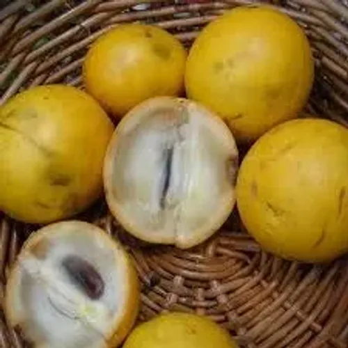 Abiu amarelo - vendo mudas