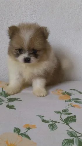 Spitz alemão macho- @agnesroyalcanil