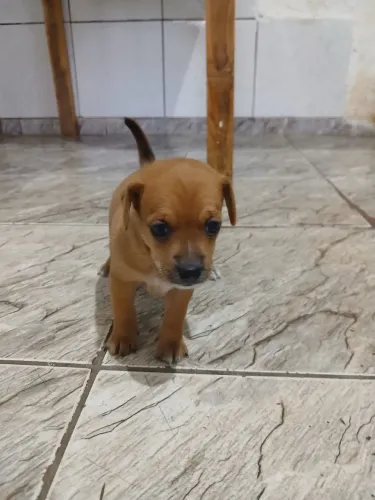 Cachorrinho 