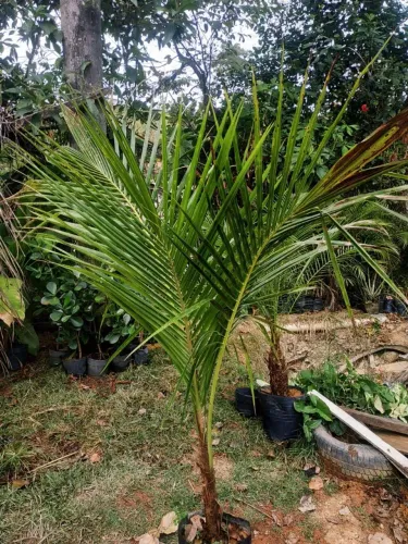 Plantas e jardins