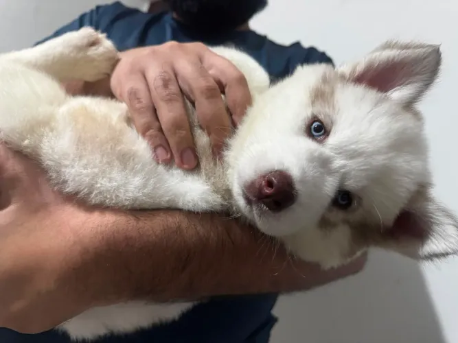 Filhote de Husky Siberiano