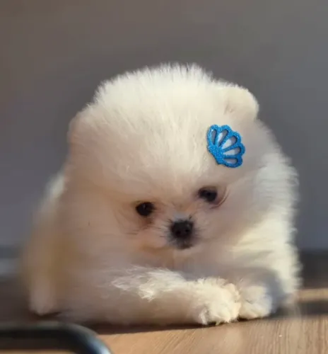 Filhote Spitz Alemão / Lulu da Pomerania Ursinhos