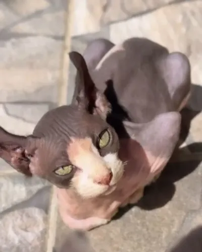 Gato sphynx