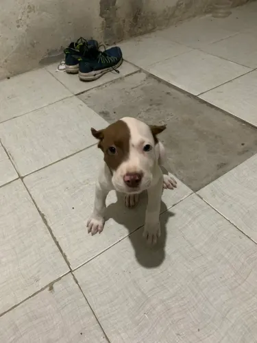 Pit bull