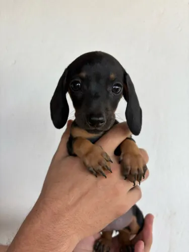 Dachshund fêmea 