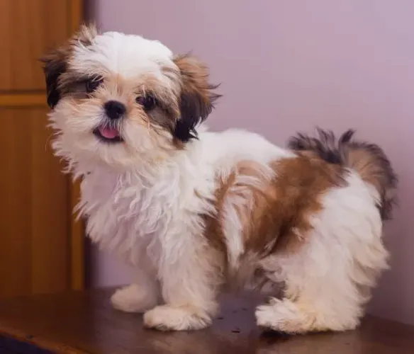 ? Lhasa Apso à Venda | Seu Novo Companheiro Pode Estar Aqui