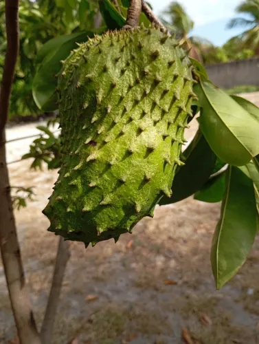 Terreno Aquiraz 