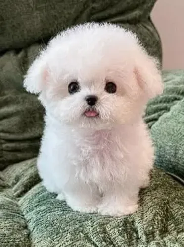 Seu Novo Melhor Amigo Tem Pelo Branco e Muito Carinho